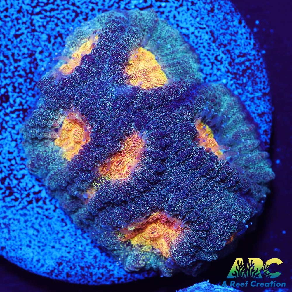 Mia's Pot of Gold Favia