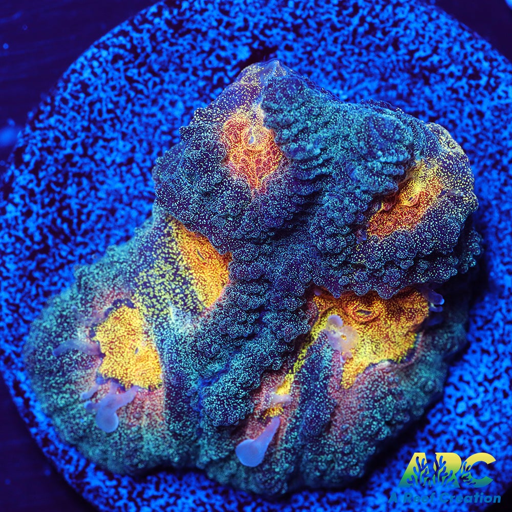 Mia's Pot of Gold Favia