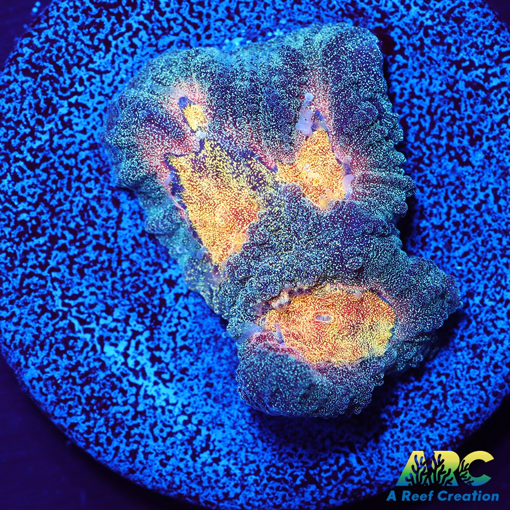 Mia's Pot of Gold Favia