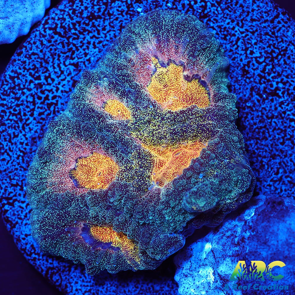 Mia's Pot of Gold Favia