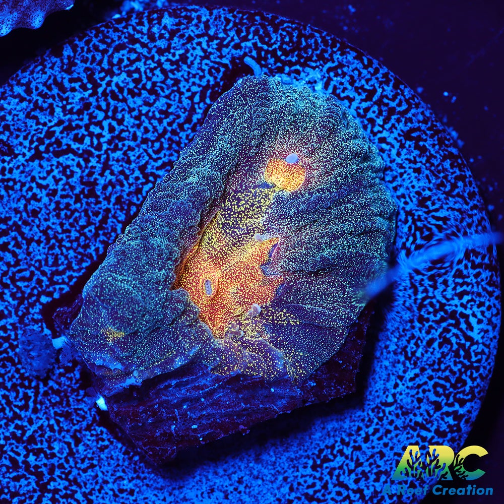 Mia's Pot of Gold Favia