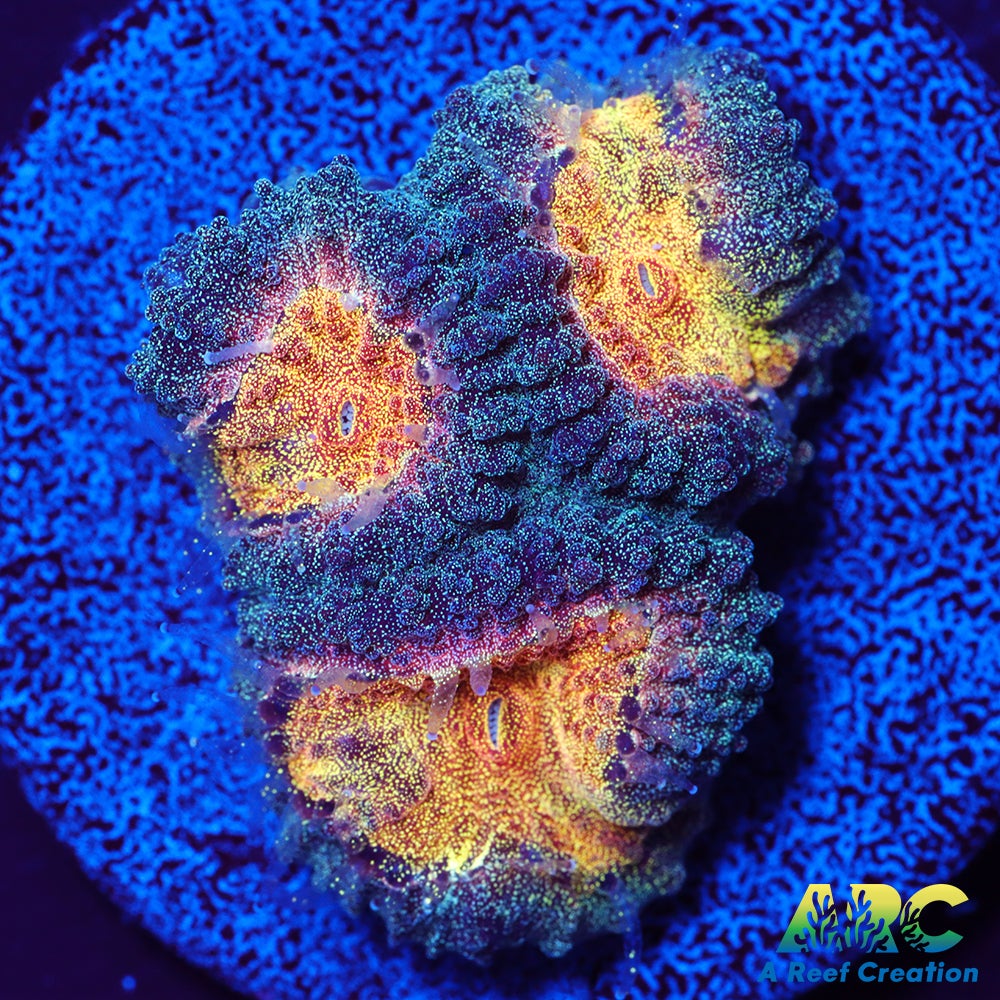 Mia's Pot of Gold Favia