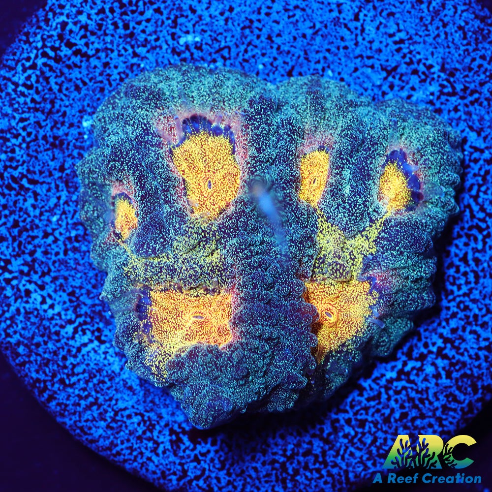 Mia's Pot of Gold Favia