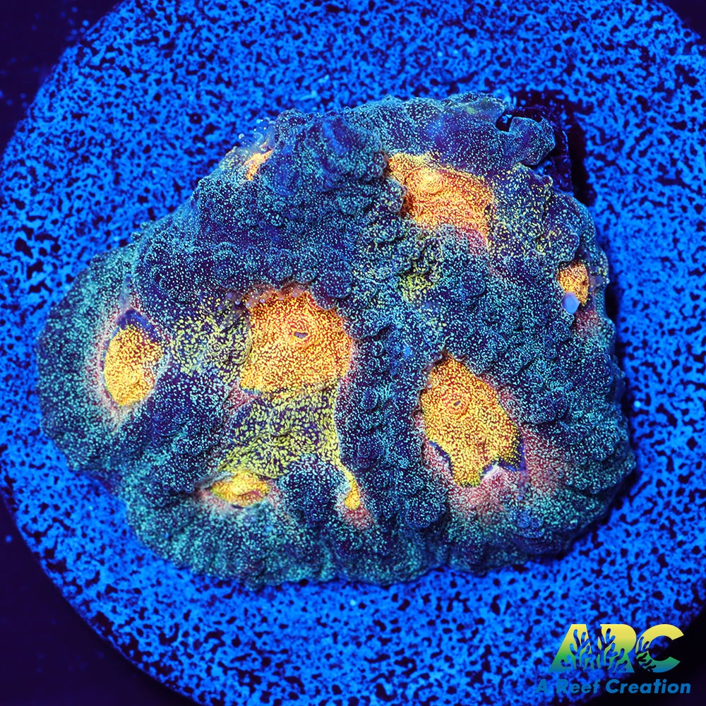 Mia's Pot of Gold Favia