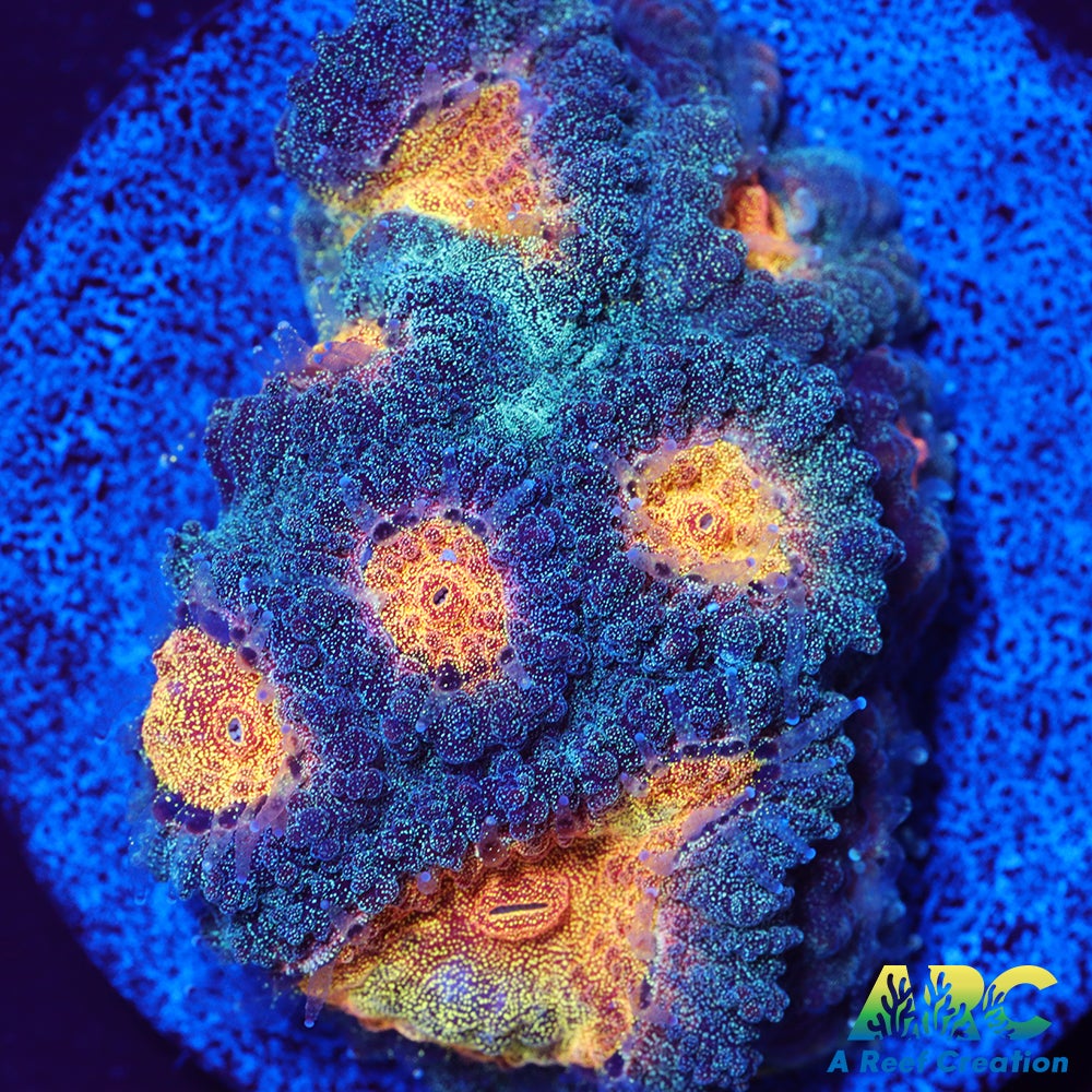 Mia's Pot of Gold Favia