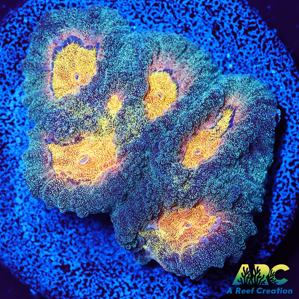 Mia's Pot of Gold Favia