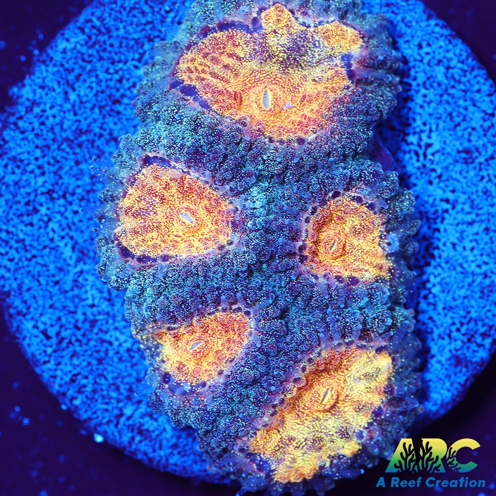 Mia's Pot of Gold Favia