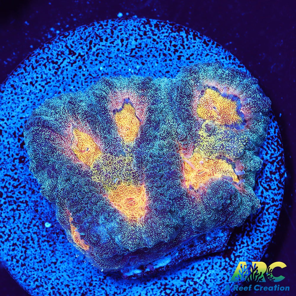 Mia's Pot of Gold Favia