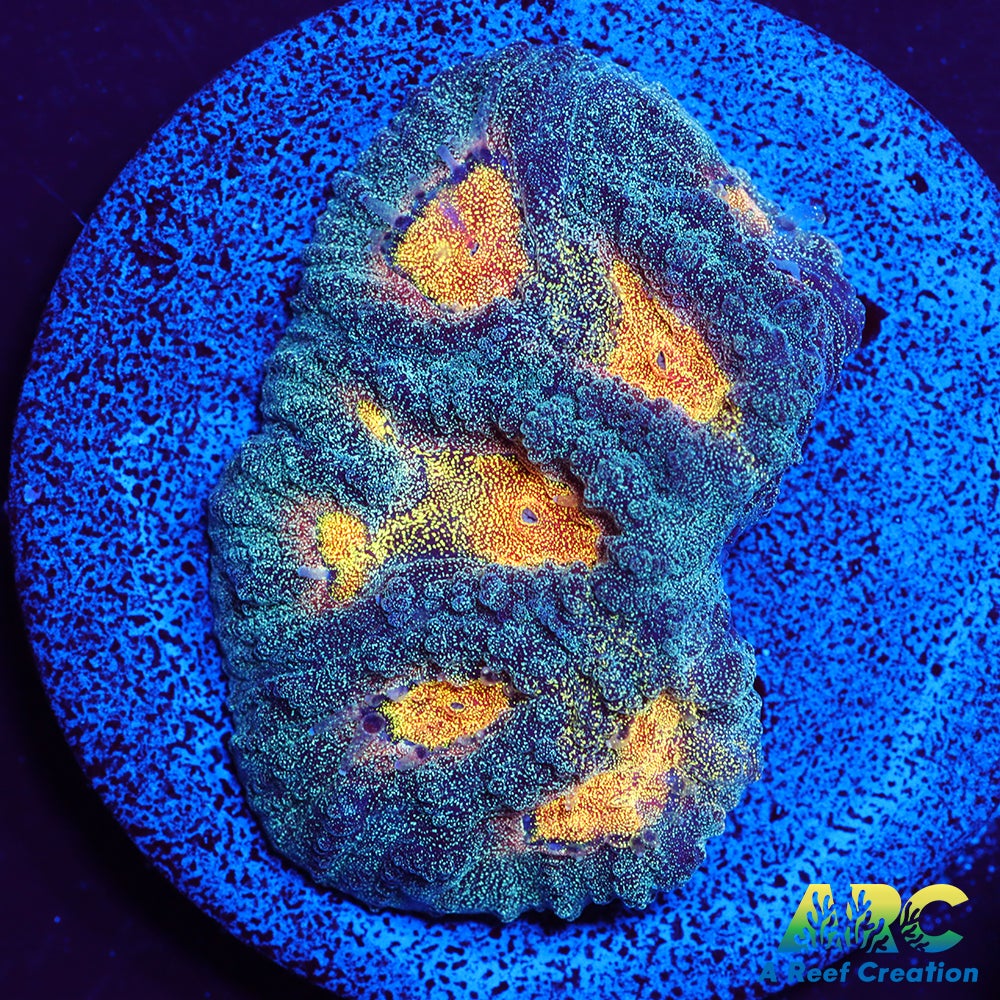 Mia's Pot of Gold Favia