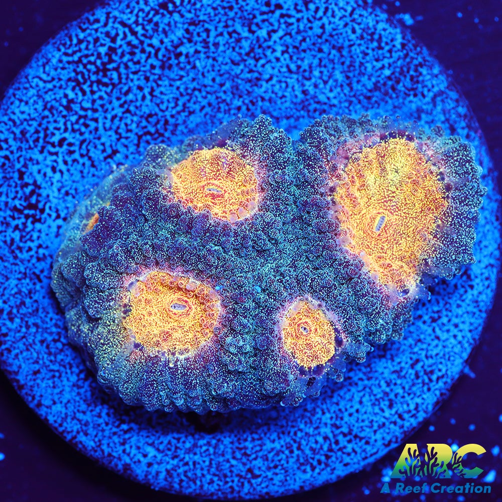 Mia's Pot of Gold Favia