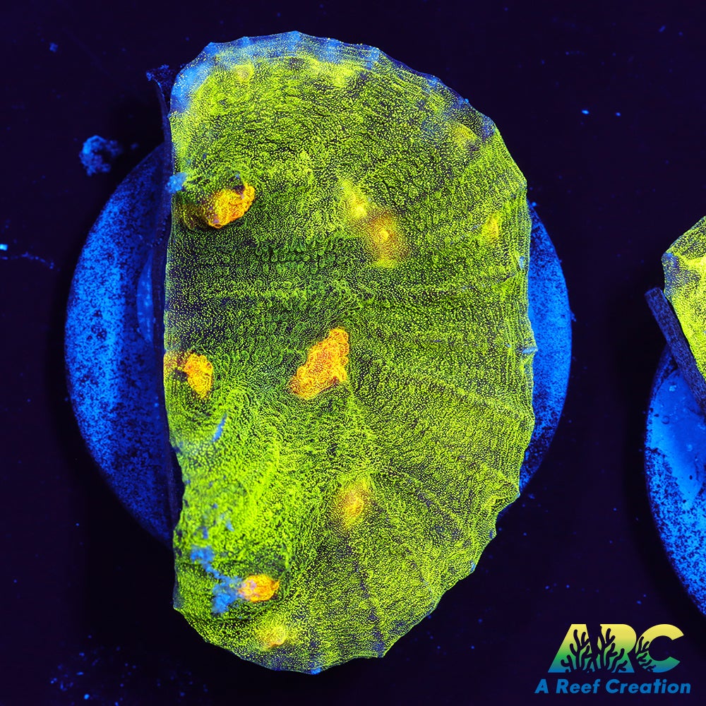 Space Invader Mycedium