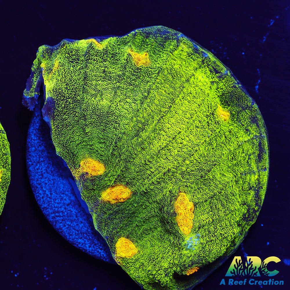 Space Invader Mycedium