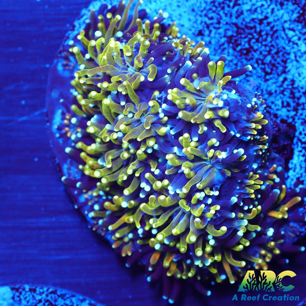 ARC Lemon Lime Galaxea