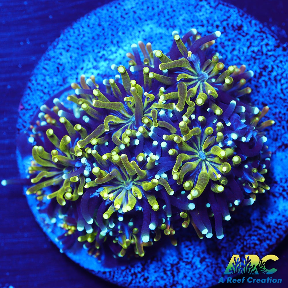 ARC Lemon Lime Galaxea