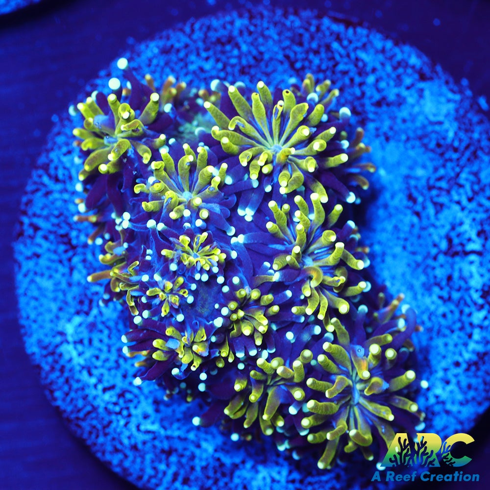 ARC Lemon Lime Galaxea