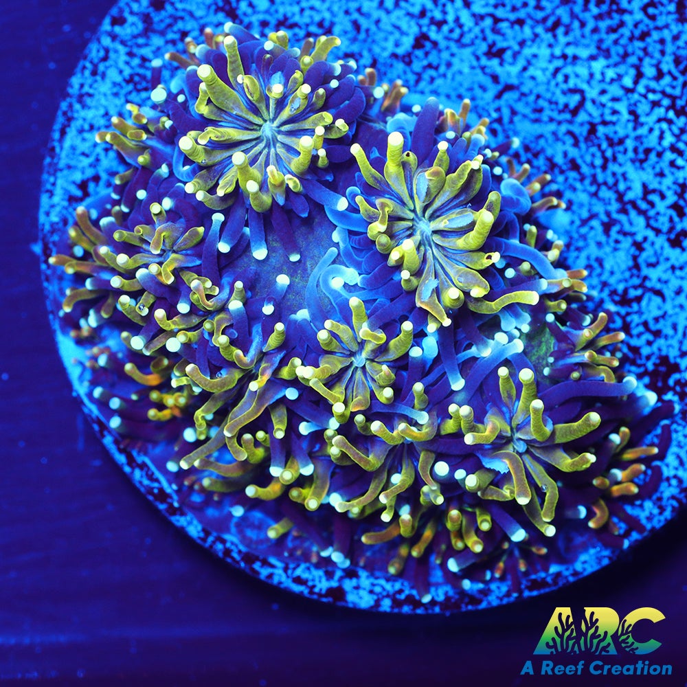 ARC Lemon Lime Galaxea