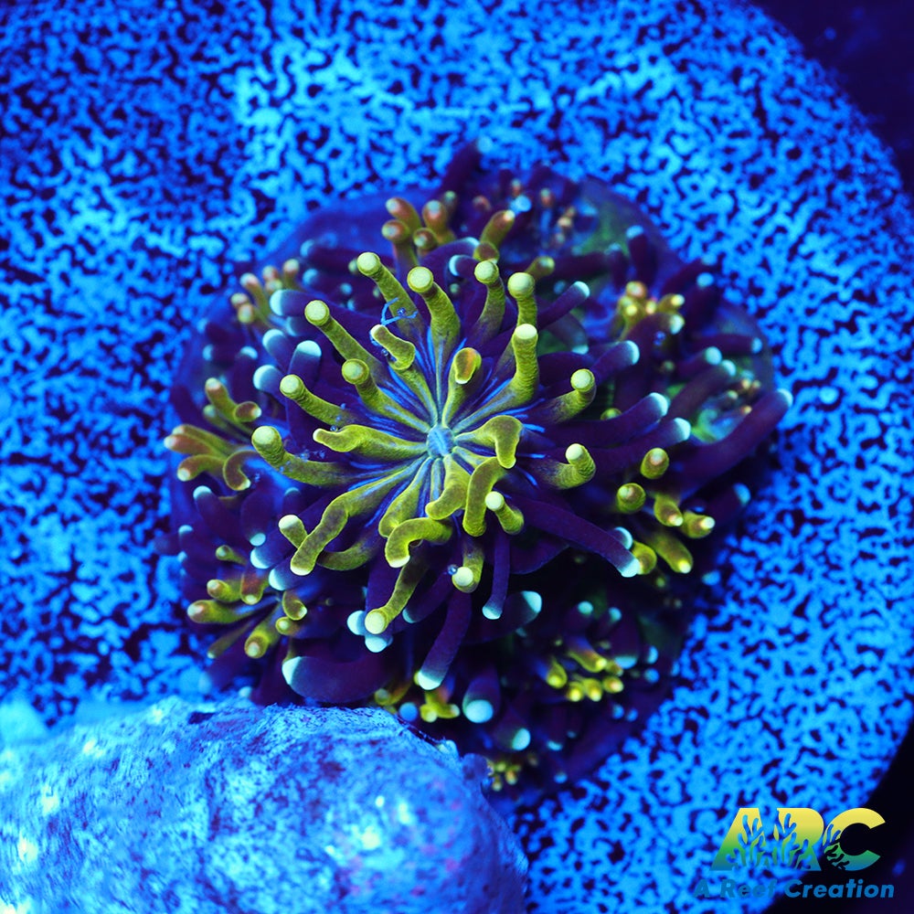 ARC Lemon Lime Galaxea