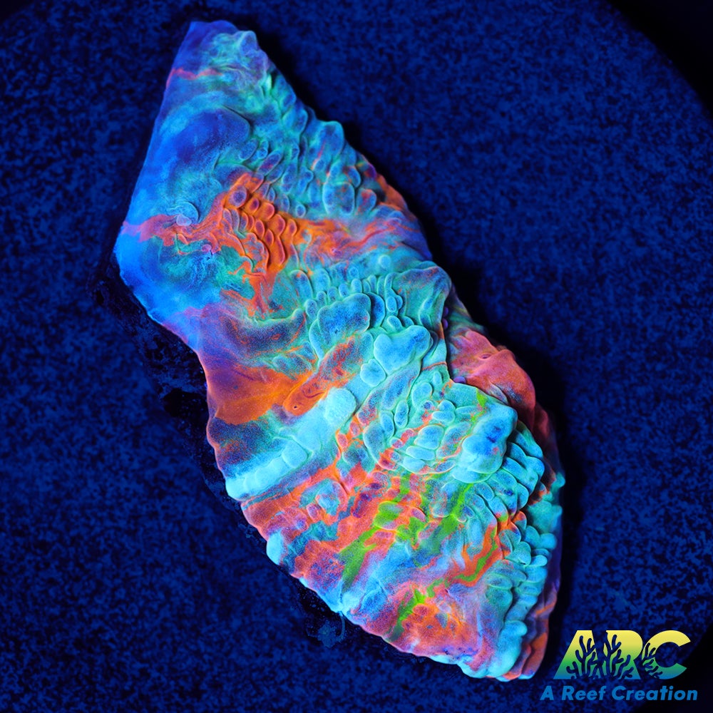 ARC Yellowstone Chalice