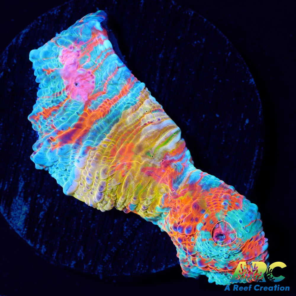 ARC Yellowstone Chalice