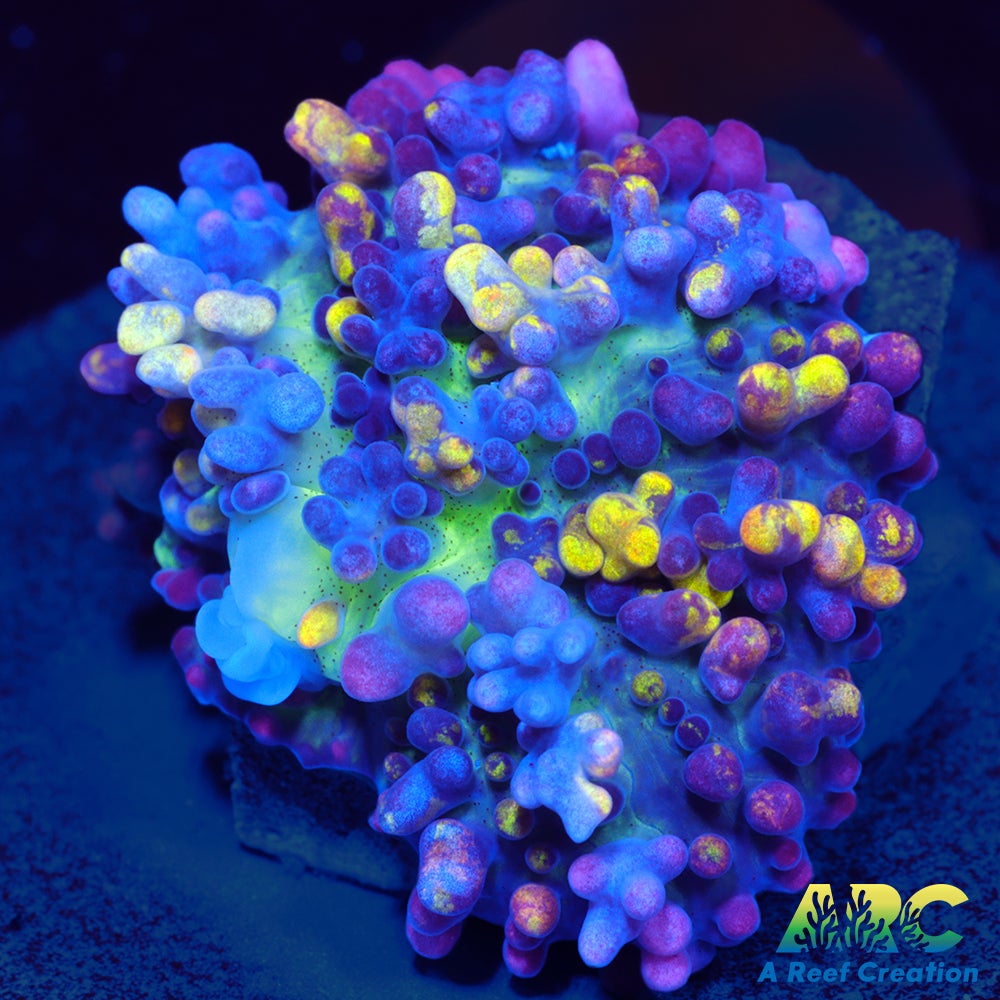 CC Magic Carpet Mushroom
