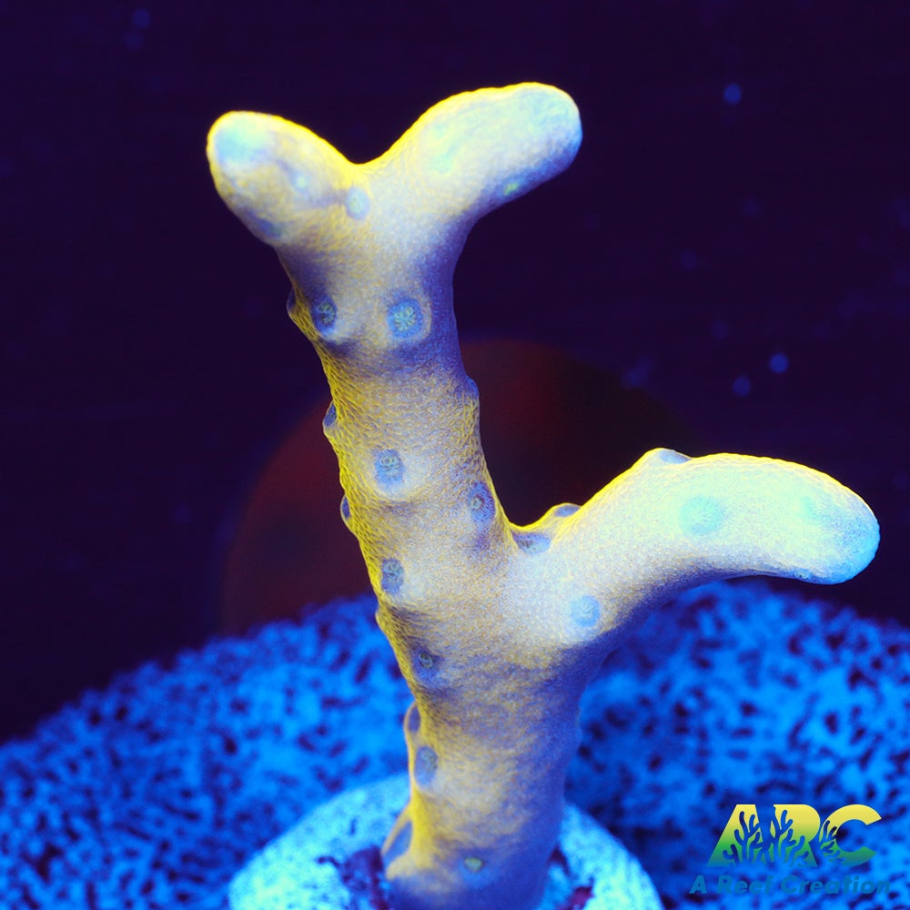 RRC Goldenrod Anacropora