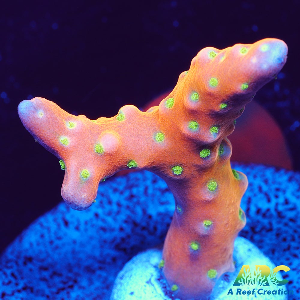 RRC Tropicana Anacropora