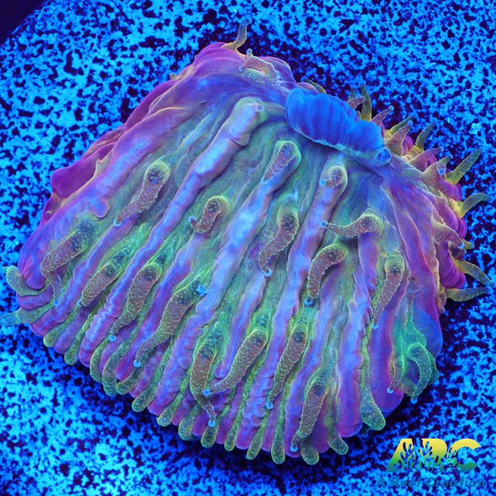 ARC Translucent Plate