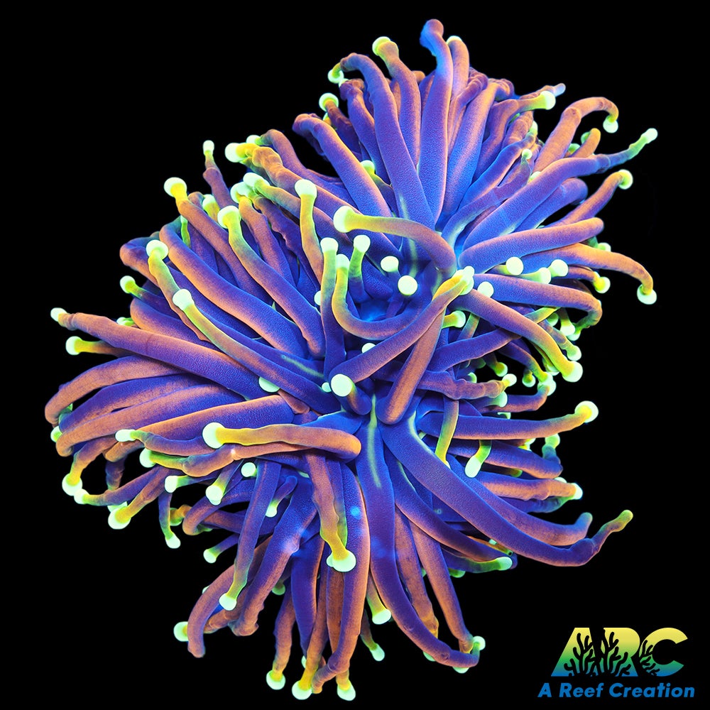 OG Dragon Soul Torch Double Head