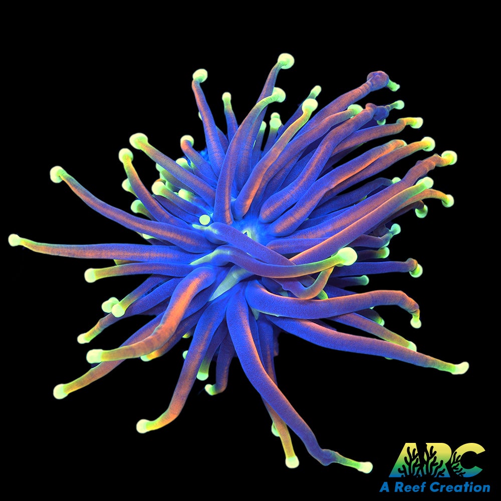 OG Dragon Soul Torch