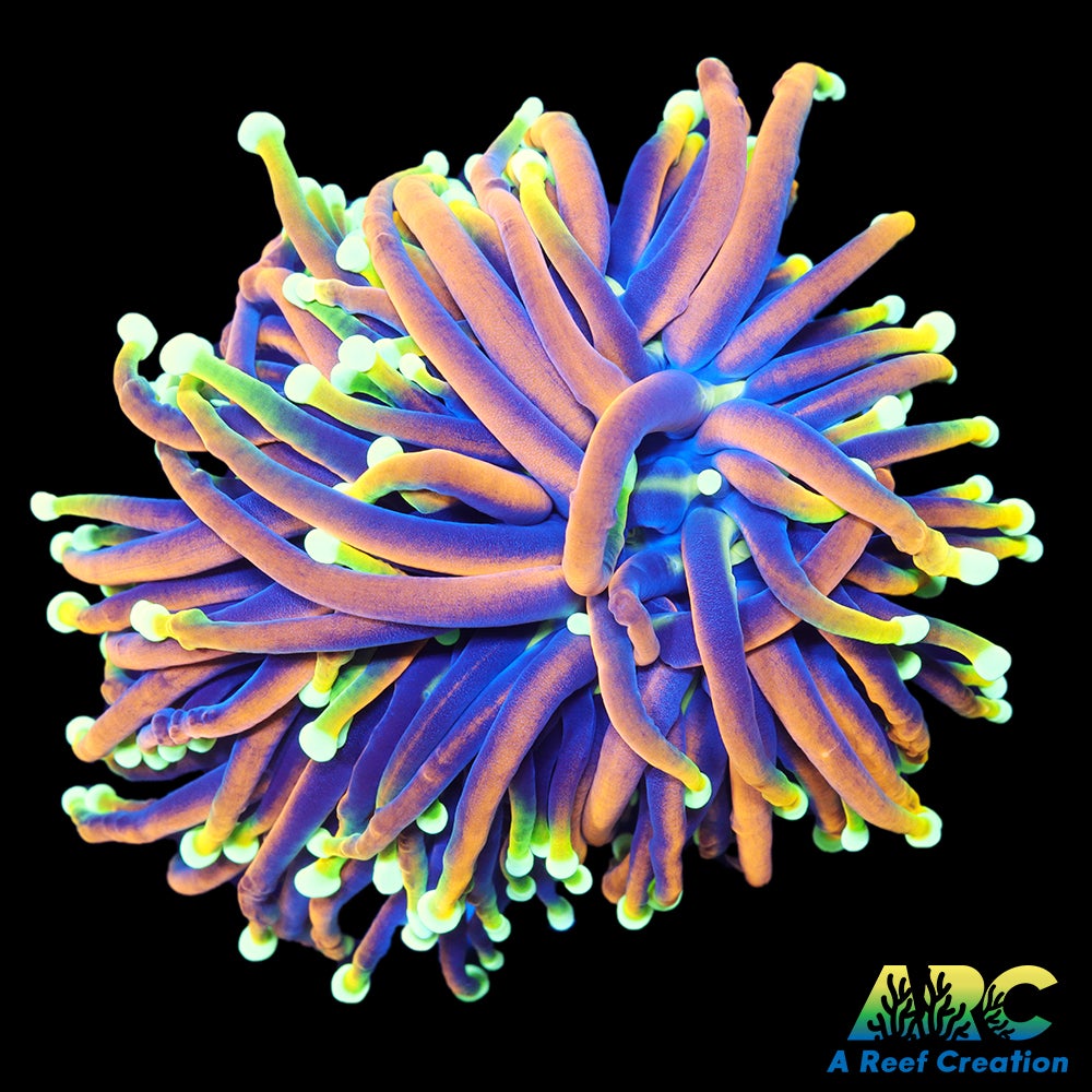 OG Dragon Soul Torch Splitting Head