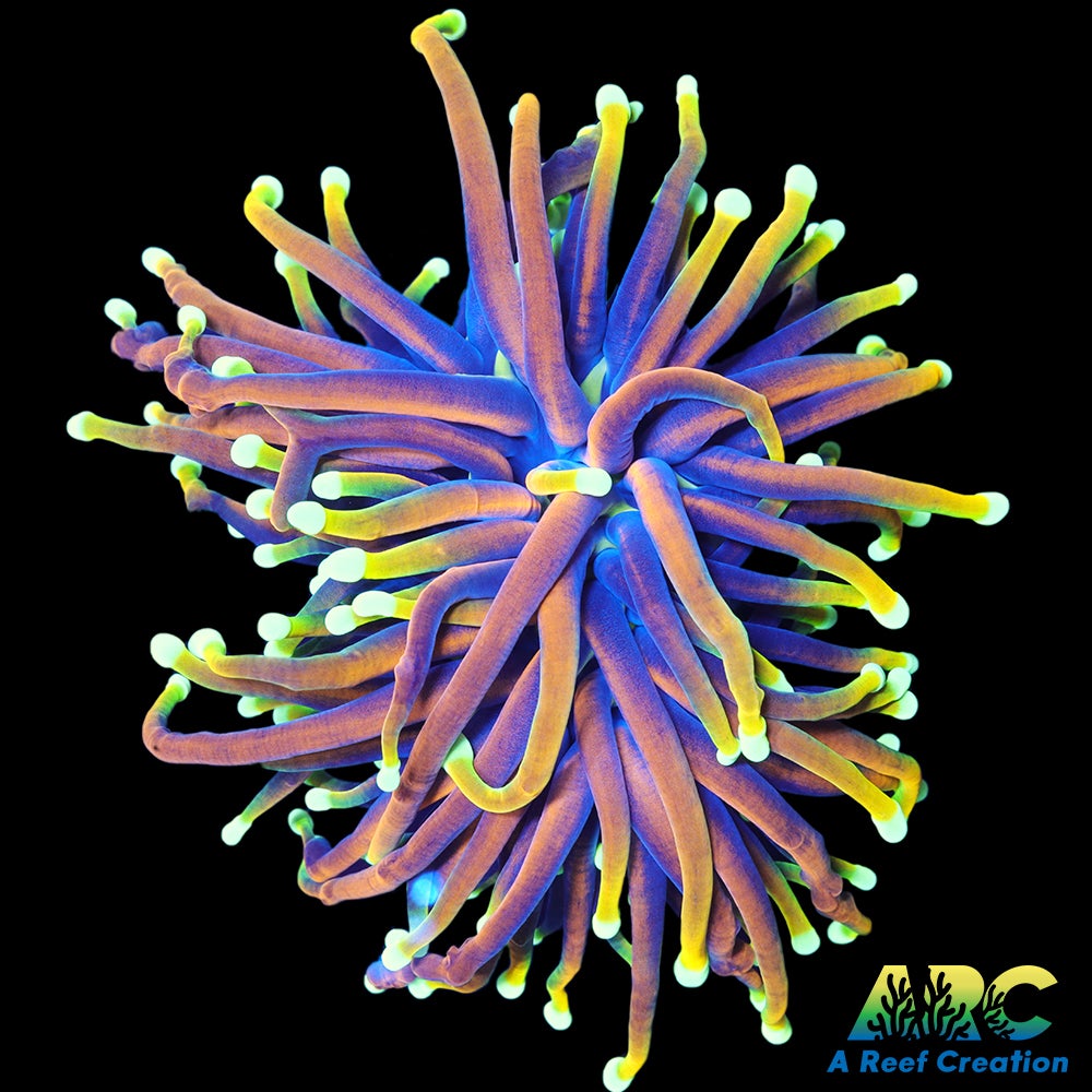 OG Dragon Soul Torch