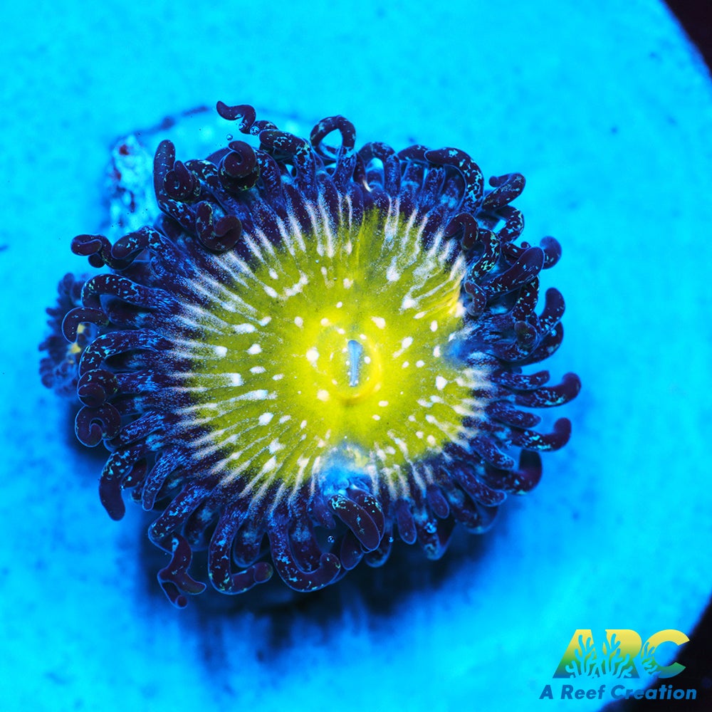 TSA Frozen Apple Paly