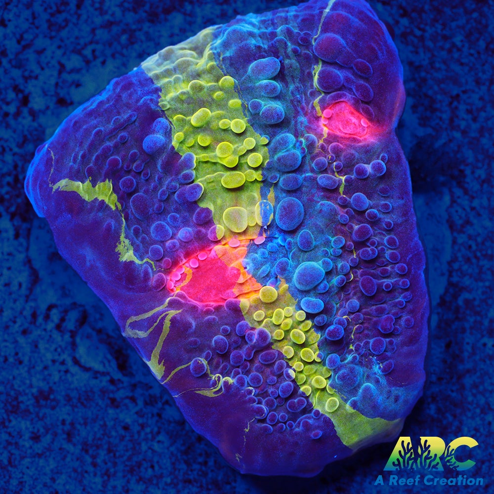 CCA Crayola Meltdown Chalice