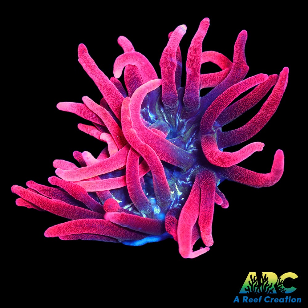 Black Widow Anemone