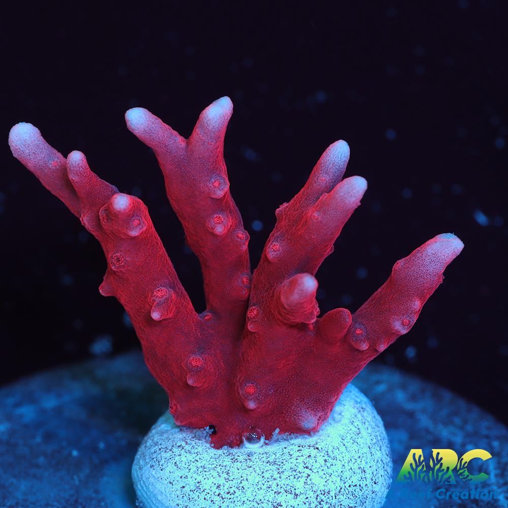 JF TNT Anacropora