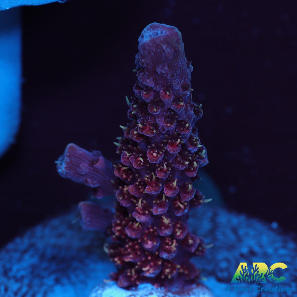 ARC Strawberry Spath