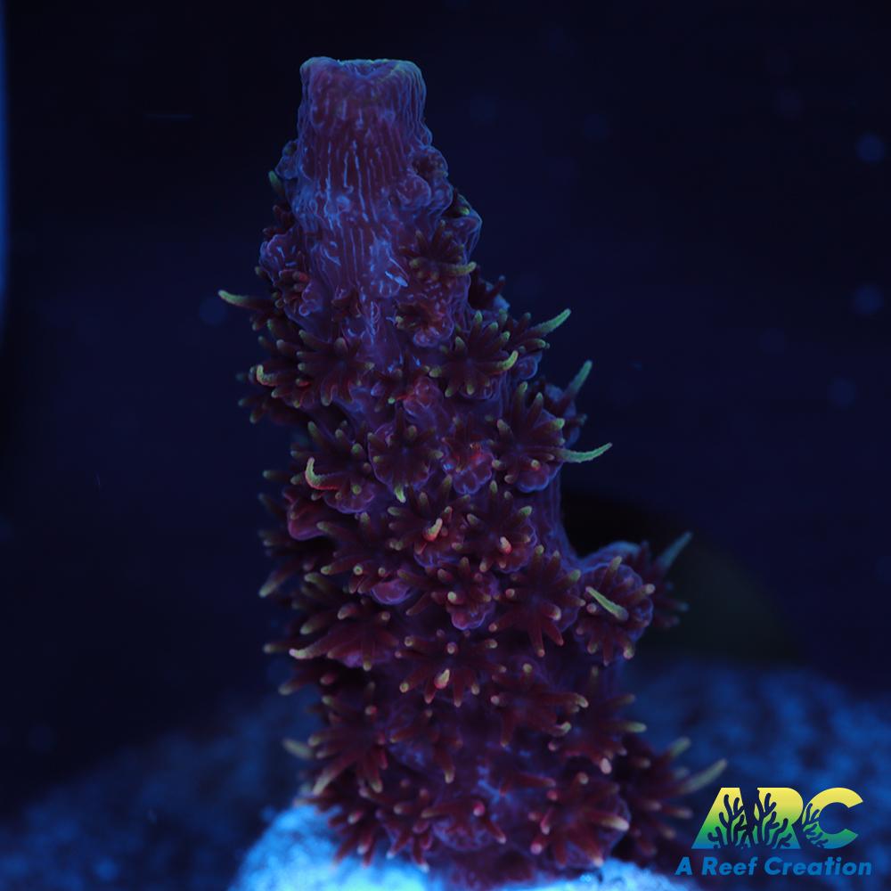 ARC Strawberry Spath