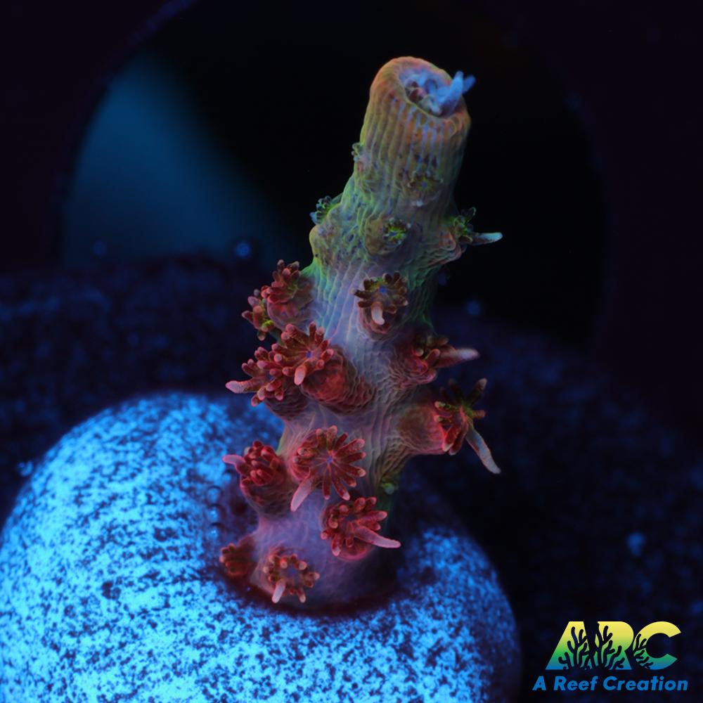 WWC Tutti Fruitti A Reef Creation