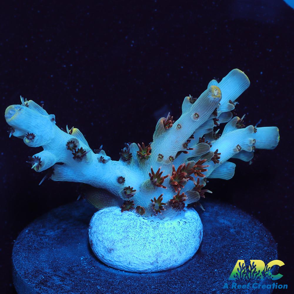 ARC Fire and Ice Acro