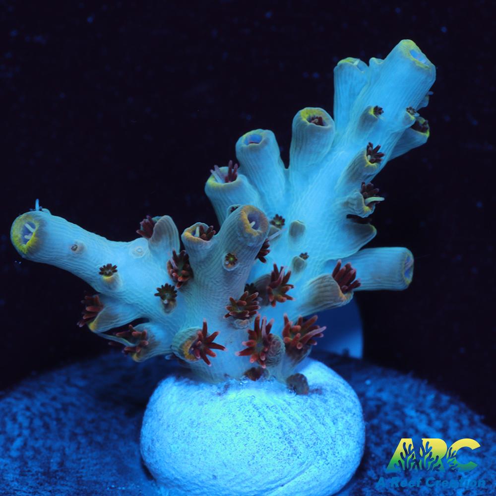 ARC Fire and Ice Acro