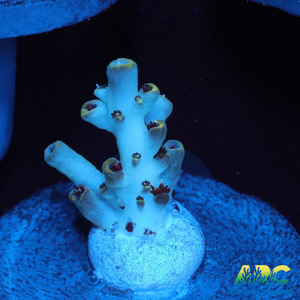 ARC Fire and Ice Acro