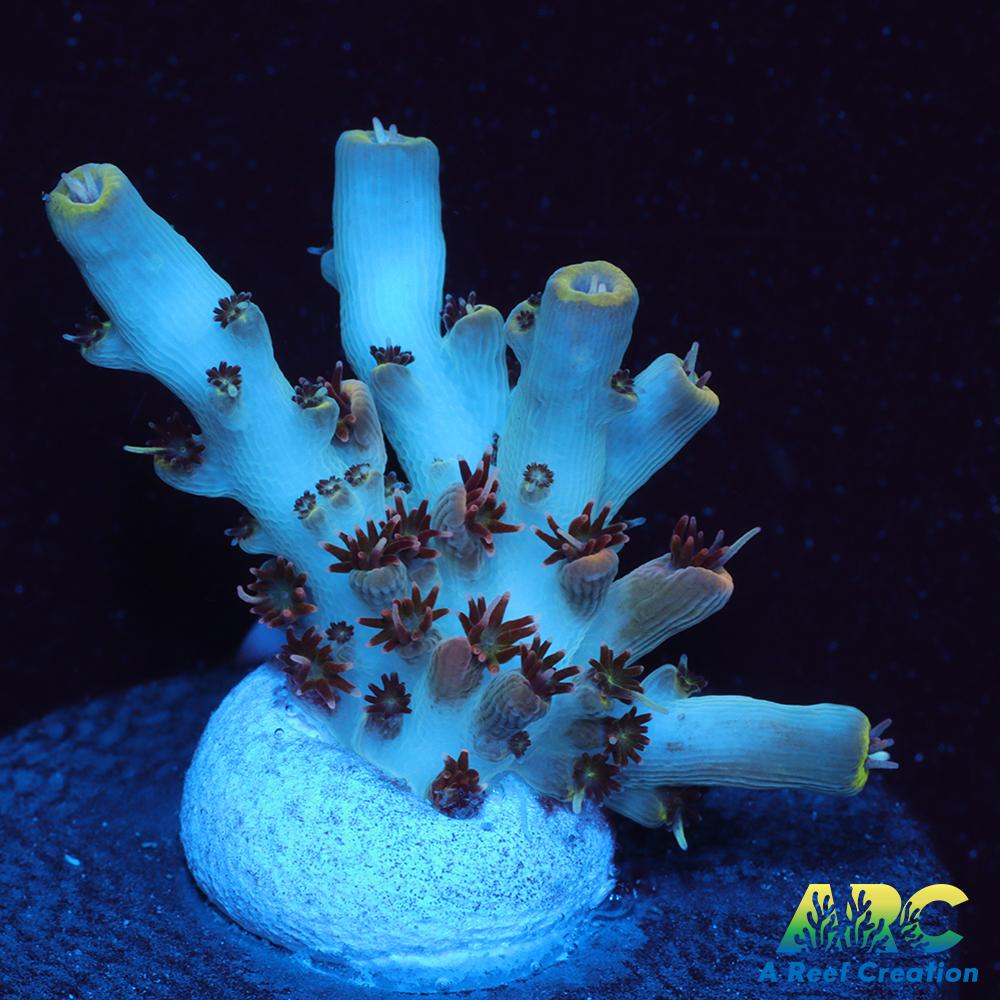 ARC Fire and Ice Acro