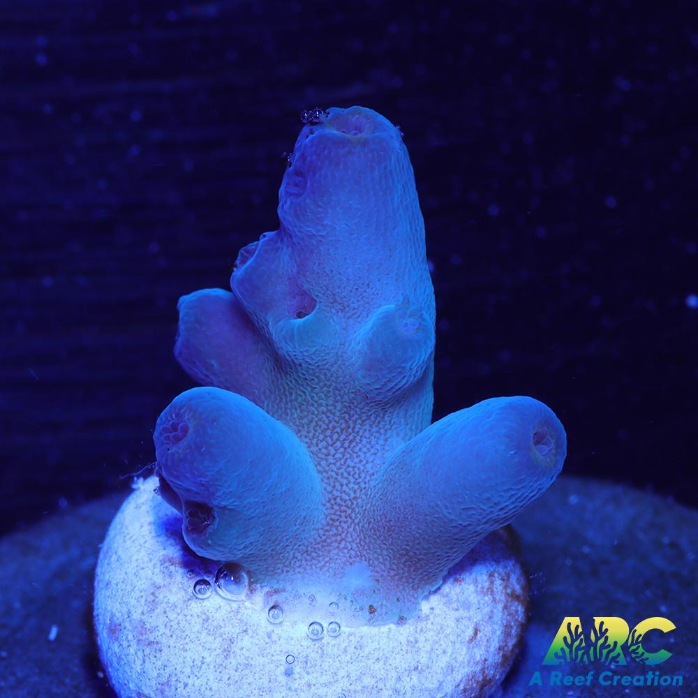 Reef Gen Blueberry Fantasy