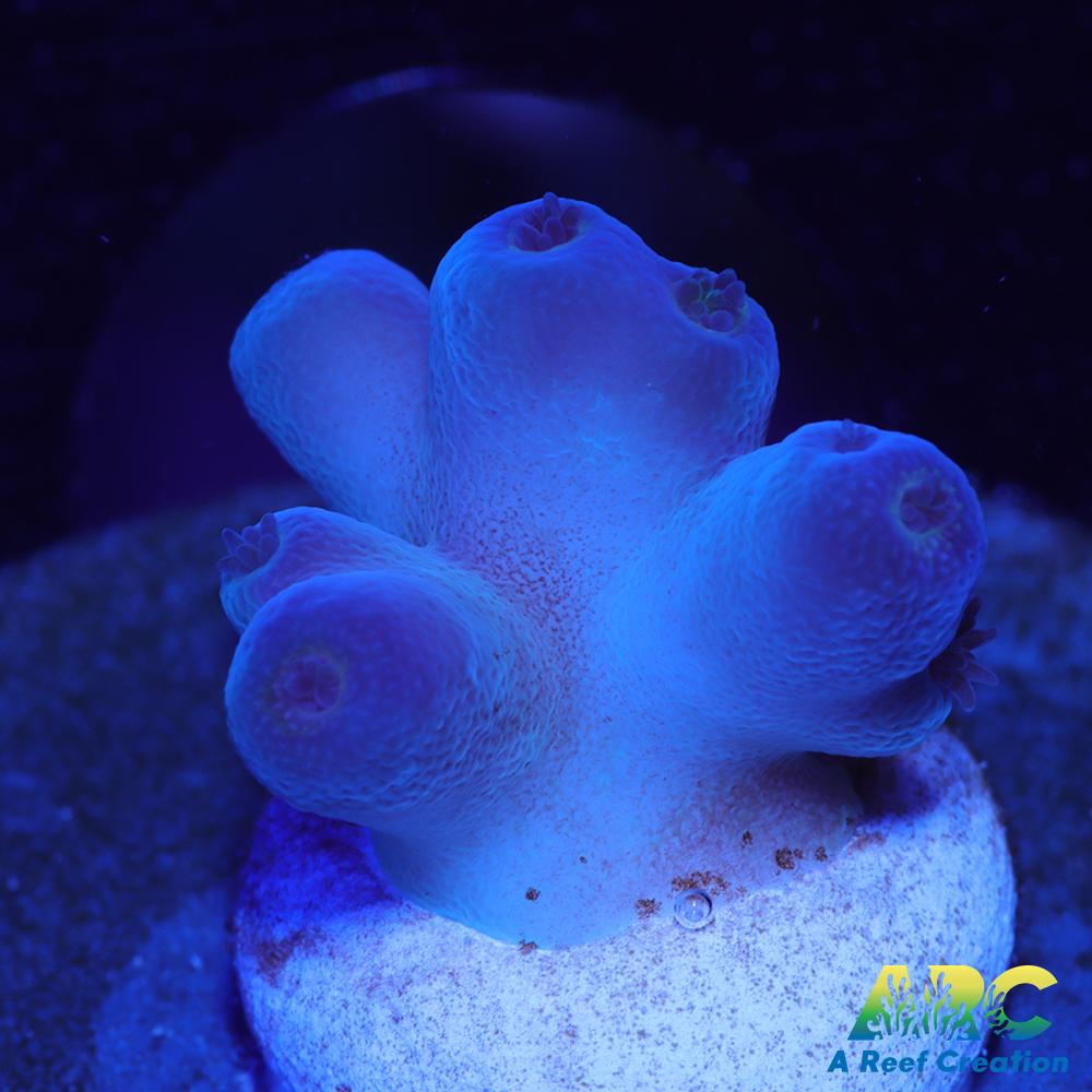 Reef Gen Blueberry Fantasy