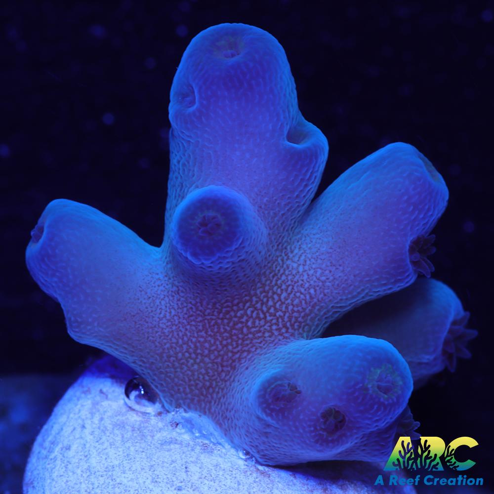 Reef Gen Blueberry Fantasy