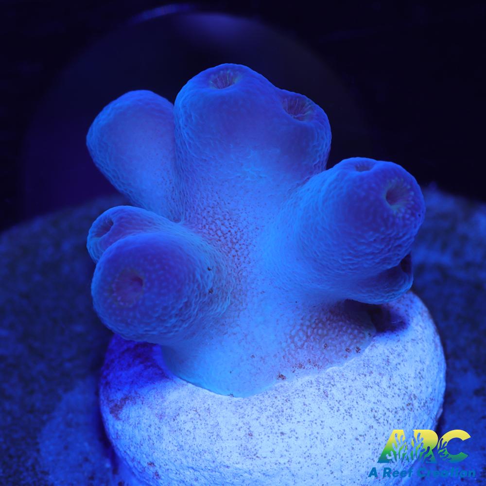 Reef Gen Blueberry Fantasy