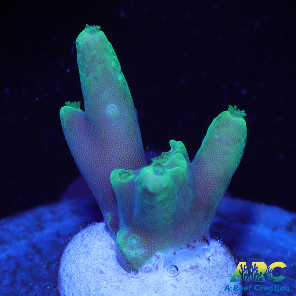Prat Reef Table