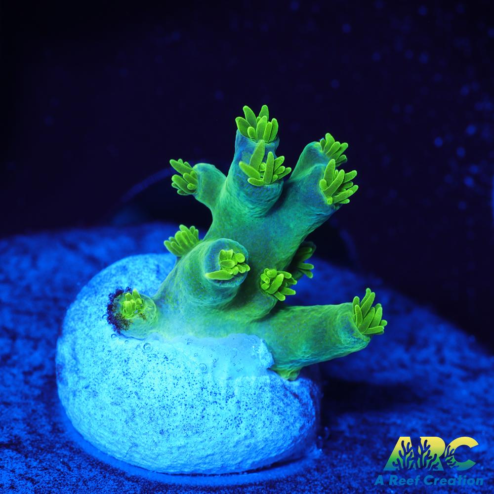 RRC Marvin the Martian