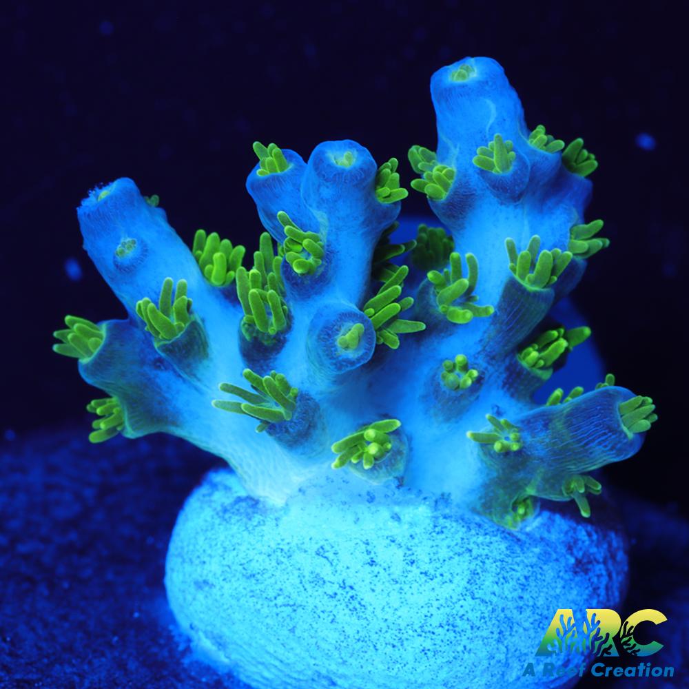 RRC Marvin the Martian