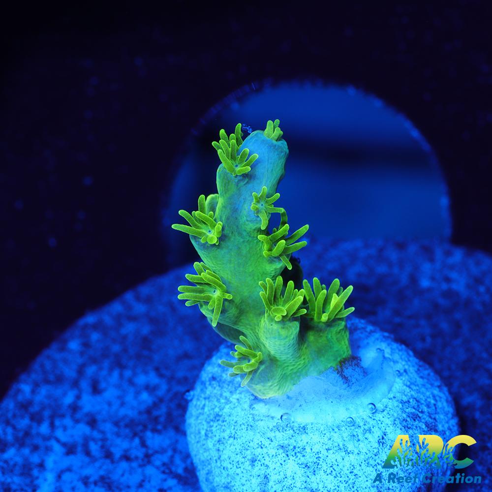 RRC Marvin the Martian